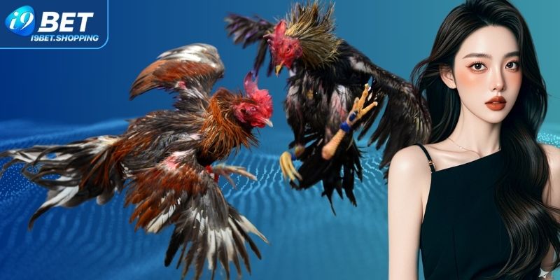 Top các hình thức đá gà hot nhất tại I9BET