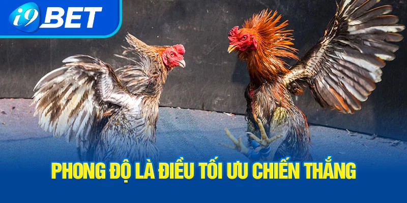 phong-do-la-dieu-toi-uu-chien-thang